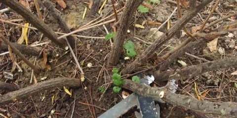 Kako podmladiti stari grm crne ribizle?